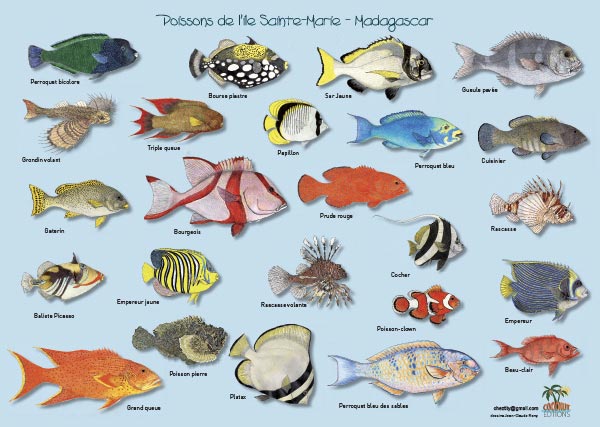 Poissons de l’île Sainte-Marie, Madagascar