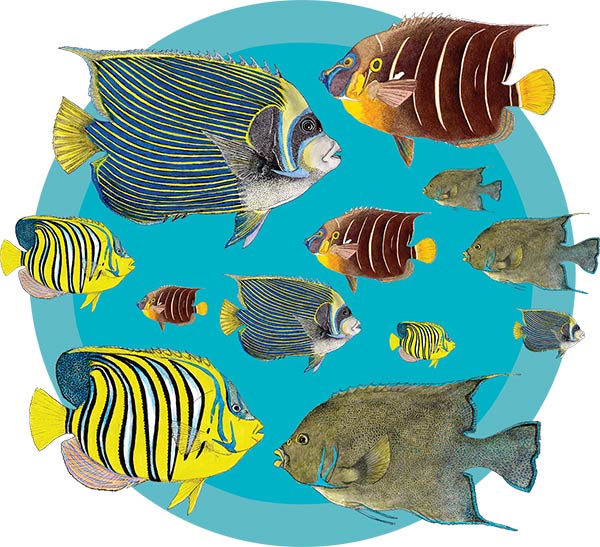 Poissons tropicaux